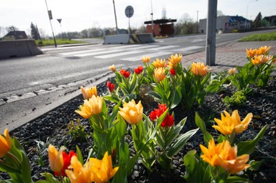 slider-jaro-tulipany