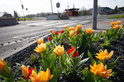slider-jaro-tulipany