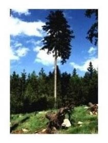 Upozornění  Lesů ČR občanům ve věci poškození stromů